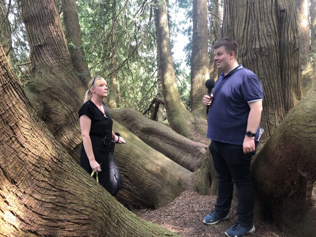 Een immens grote boom in het bos bij kasteel Rosendael